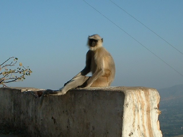 Monkey (13)
